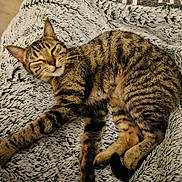 Zora a rejoint le concours — aidez-le/la à gagner de superbes lots ! animal, cat, comfort, cozy, cute, domestic_cat, feline, fluffy_blanket, fur, indoor, mammal, paw, pet, relaxed, resting, sleep, sleeping, striped, tabby, whiskers