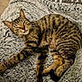animal, cat, comfort, cozy, cute, domestic_cat, feline, fluffy_blanket, fur, indoor, mammal, paw, pet, relaxed, resting, sleep, sleeping, striped, tabby, whiskers