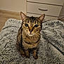 Zora a rejoint le concours — aidez-le/la à gagner de superbes lots ! animal, blanket, cat, cozy, cute, domestic, drawer, ears, eyes, feline, floor, fur, indoor, looking_up, pet, portrait, sitting, soft_texture, tabby_cat, whiskers
