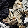 Zora participe au concours pour gagner de l'argent avec cette photo : animal, blanket, cat, closeup, comfort, cozy, curious, cute, ears, eyes, feline, fur, indoor, pet, relaxing, resting, soft, tabby, texture, whiskers