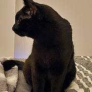 Winny a rejoint le concours — aidez-le/la à gagner de superbes lots ! black_cat, cat, pet, animal, bed, blanket, quilt, indoor, feline, fur, sitting, looking_away, cozy, home, resting, whiskers, ears, tail, domestic_animal, sleep_area