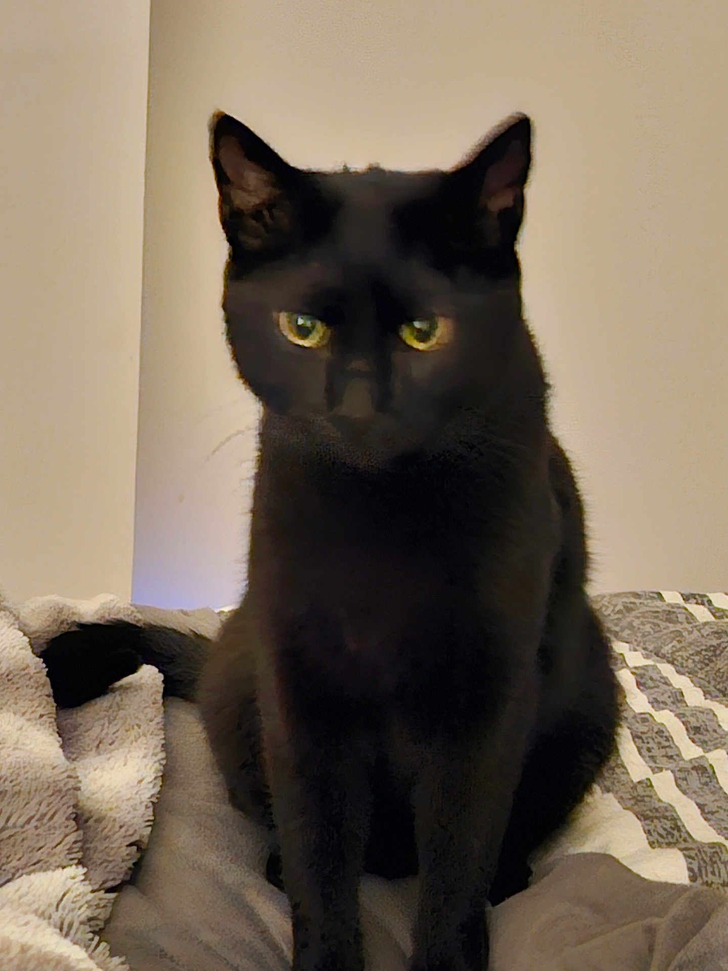 Winny participe au concours pour gagner de l'argent avec cette photo : black_cat, cat, pet, animal, indoor, bed, blanket, feline, cozy, green_eyes, looking, sitting, fur, whiskers, tail, domestic_cat, cute, mammal, portrait, resting