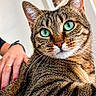 cat, tabby, green_eyes, pet, hand, indoor, feline, closeup, animal, striped_fur, whiskers, ears, curious, domestic_cat, resting, comfortable, person, human_hand, background, soft_focus