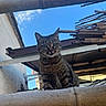 cat, tabby, animal, pet, outdoor, sky, blue_sky, building, roof, curious, feline, whiskers, ears, eyes, daylight, nature, looking, perched, striped, mammal