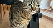 Paulette a rejoint le concours — aidez-le/la à gagner de superbes lots ! cat, tabby_cat, indoor, furniture, table_leg, wooden_floor, curious, pet, animal, domestic_cat, whiskers, blue_eyes, closeup, house, cozy, chair, background, flooring, mammal, cute