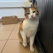 Calie a rejoint le concours — aidez-le/la à gagner de superbes lots ! cat, calico_cat, pet, animal, indoor, floor, tile_floor, radiator, cardboard_box, curious, feline, whiskers, paw, sitting, domestic_cat, fur, cute, closeup, looking, home