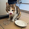 Calie a rejoint le concours — aidez-le/la à gagner de superbes lots ! cat, calico, licking, water, bowl, saucer, floor, tile, indoor, pet, animal, curious, office_chair, wall_socket, white, brown, orange, black, feline, domestic