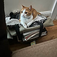 Sid is registered to the contest to win money with this photo: cat, orange_and_white_cat, indoor, bag, papers, floor, wall, collar, feline, pet, resting, looking_away, wooden_floor, patterned_bag, domestic_animal, quiet, calm, household, furniture, cozy