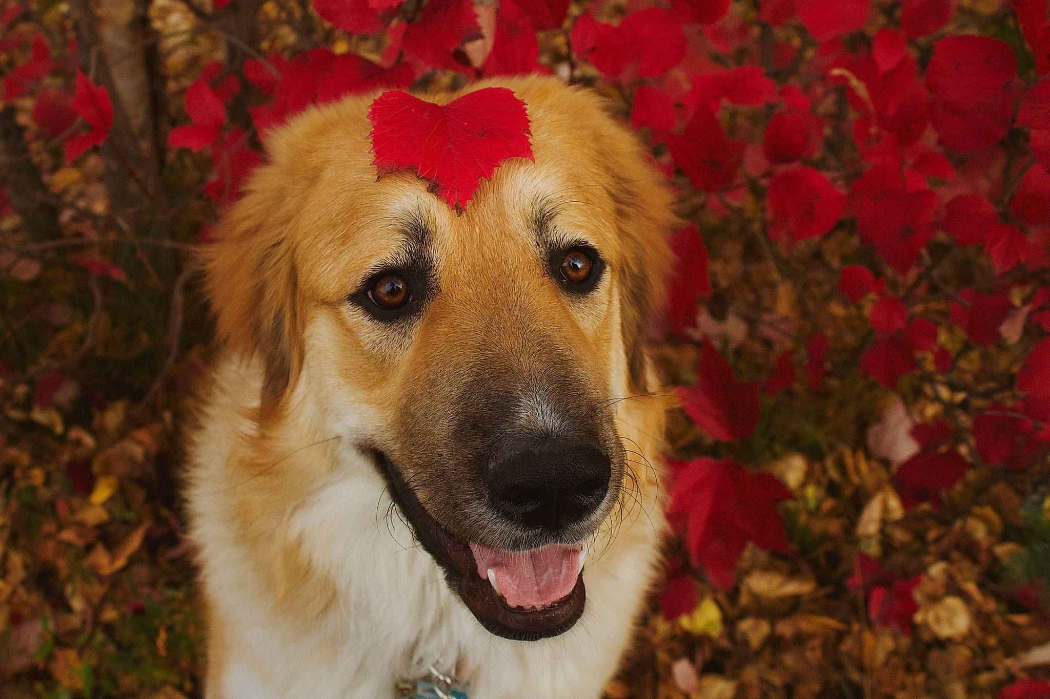 Keelie is registered to the contest to win money with this photo: canidae, carnivore, companion_dog, dog, dog_breed, eye, fang, fawn, flower, fur, grass, labrador_retriever, petal, plant, retriever, snout, sporting_group, tree, whiskers, working_dog