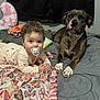 Iryis is registered to the contest to win money with this photo: baby, pacifier, dog, bed, blanket, butterfly_pattern, curly_hair, indoor, pet, animal, child, person, fur, resting, pink, gray_bedspread, satin, curtain, cute, toddler