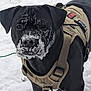 Bowie is registered to the contest to win money with this photo: animal, black_dog, canine, closeup, cold, dog, ears, fur, harness, leash, muzzle, nature, outdoor, pet, playful, snow, snow_covered, snowy_ground, standing, winter