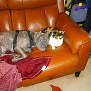 Bowie joined the competition — help win amazing prizes! animal, blanket, brown, calico_cat, carpet, cat, corner, cozy, cute, dog, furniture, harness, household_item, indoor, leather_couch, pet, plastic_container, plush_rug, resting, sleeping_dog