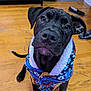Bowie joined the competition — help win amazing prizes! animal, black_dog, clothing, cute, dog, domestic_animal, ears, eyes, floor, home, indoor, jacket, looking_up, pet, puppy, sitting, slippers, snout, whiskers, wooden_floor