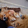 puppy, dog, sleeping, fluffy, golden_fur, small_dog, belly_up, paws, paw_pads, relaxed, cute, indoor, couch, cushions, person, home, stone_wall, fan, portrait, pet