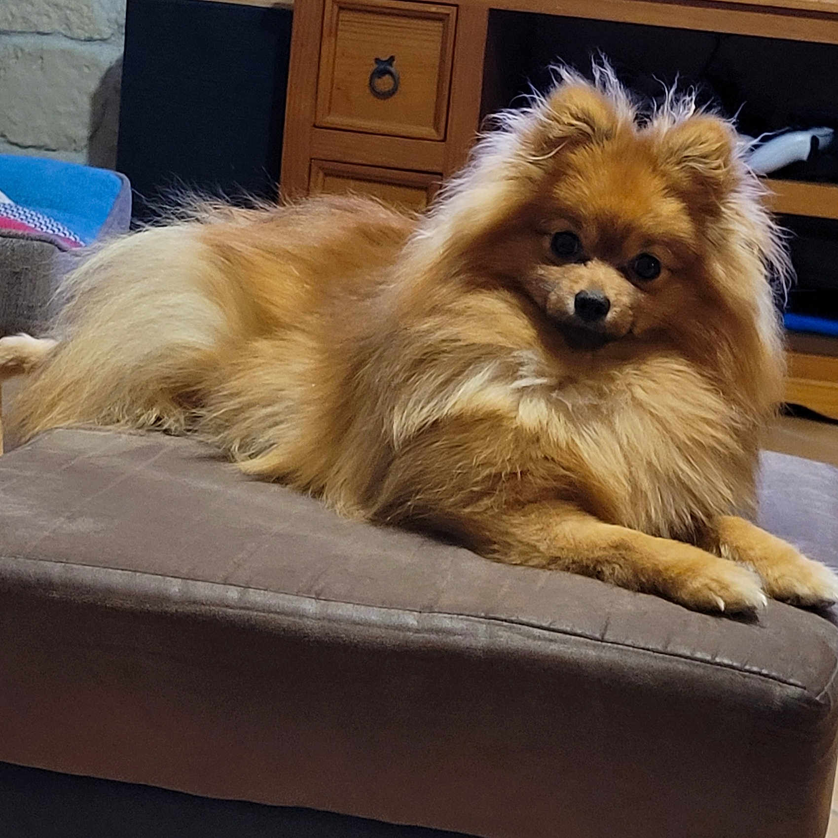 Aloha participe au concours pour gagner de l'argent avec cette photo : dog, small_dog, fluffy, long_hair, golden_brown, pet, animal, lying_down, lounging, ottoman, furniture, indoor, living_room, home, portrait, looking_at_camera, paws, fur, cute, relaxed
