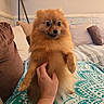 Aloha a rejoint le concours — aidez-le/la à gagner de superbes lots ! dog, pomeranian, puppy, fluffy, orange_fur, small_dog, sitting, cute, wide_eyes, black_nose, happy, bedroom, bed, blanket, pillows, human_hand, petting, indoor, home_decor, portrait