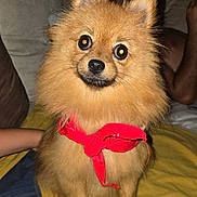 Aloha a rejoint le concours — aidez-le/la à gagner de superbes lots ! dog, puppy, pomeranian, fluffy, brown_fur, red_bow, sitting, bed, bedroom, pet, animal, portrait, front_facing, cute, adorable, indoors, flash_photography, long_fur, ears, cozy