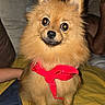 dog, puppy, pomeranian, fluffy, brown_fur, red_bow, sitting, bed, bedroom, pet, animal, portrait, front_facing, cute, adorable, indoors, flash_photography, long_fur, ears, cozy