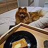 Aloha a rejoint le concours — aidez-le/la à gagner de superbes lots ! dog, pomeranian, small_dog, fluffy, brown_fur, pet, animal, face, eyes, ears, tail, sitting, bed, bedroom, wooden_tray, plate, toast, butter, indoor, breakfast