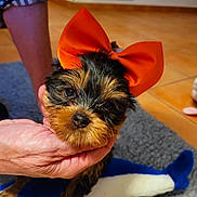Abie participe au concours pour gagner de l'argent avec cette photo : puppy, dog, bow, orange_bow, hand, indoor, floor, tile_floor, carpet, plush_toy, small_dog, cute, pet, animal, fur, face, eyes, toy, person_hand, holding