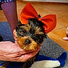 puppy, dog, bow, orange_bow, hand, indoor, floor, tile_floor, carpet, plush_toy, small_dog, cute, pet, animal, fur, face, eyes, toy, person_hand, holding
