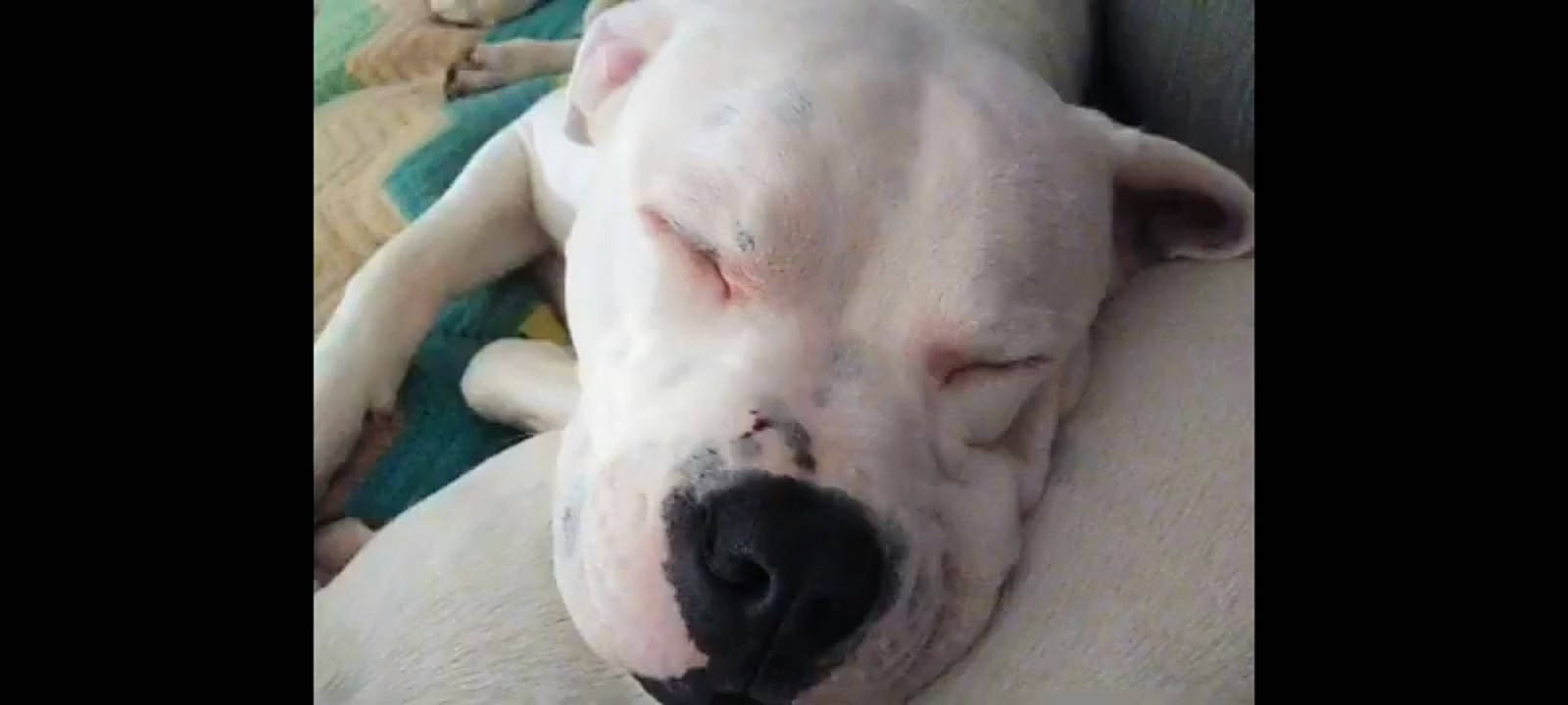 Fatboy is registered to the contest to win money with this photo: canidae, carnivore, companion_dog, cordoba_fighting_dog, dog, dog_breed, dogo_argentino, fawn, fur, non_sporting_group, snout, sporting_group, terrestrial_animal, whiskers, working_animal