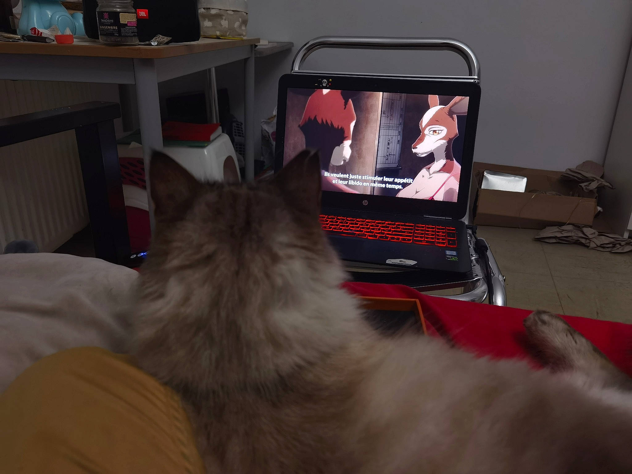 Loun participe au concours pour gagner de l'argent avec cette photo : audio_equipment, carnivore, cat, comfort, computer, couch, felidae, flat_panel_display, gadget, grey, home_appliance, lap, laptop, living_room, output_device, personal_computer, small_to_medium_sized_cats, television, television_set, whiskers