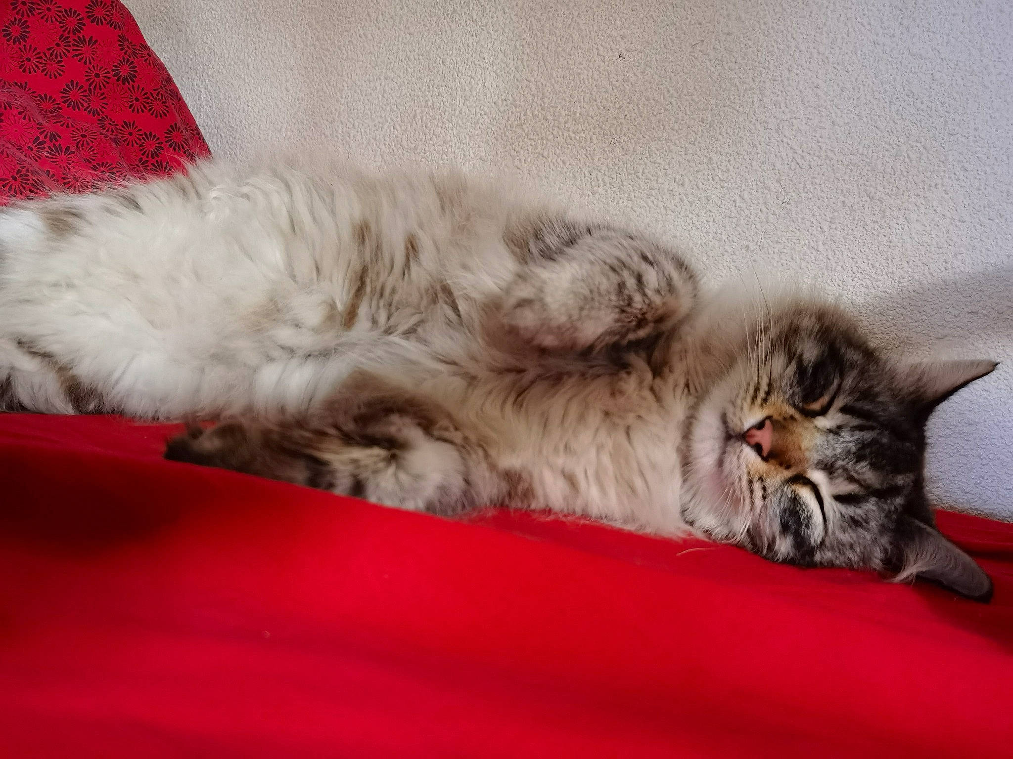 Loun a rejoint le concours — aidez-le/la à gagner de superbes lots ! carnivore, cat, claw, comfort, domestic_short_haired_cat, felidae, fur, grey, nap, paw, sleep, small_to_medium_sized_cats, snout, tail, whiskers