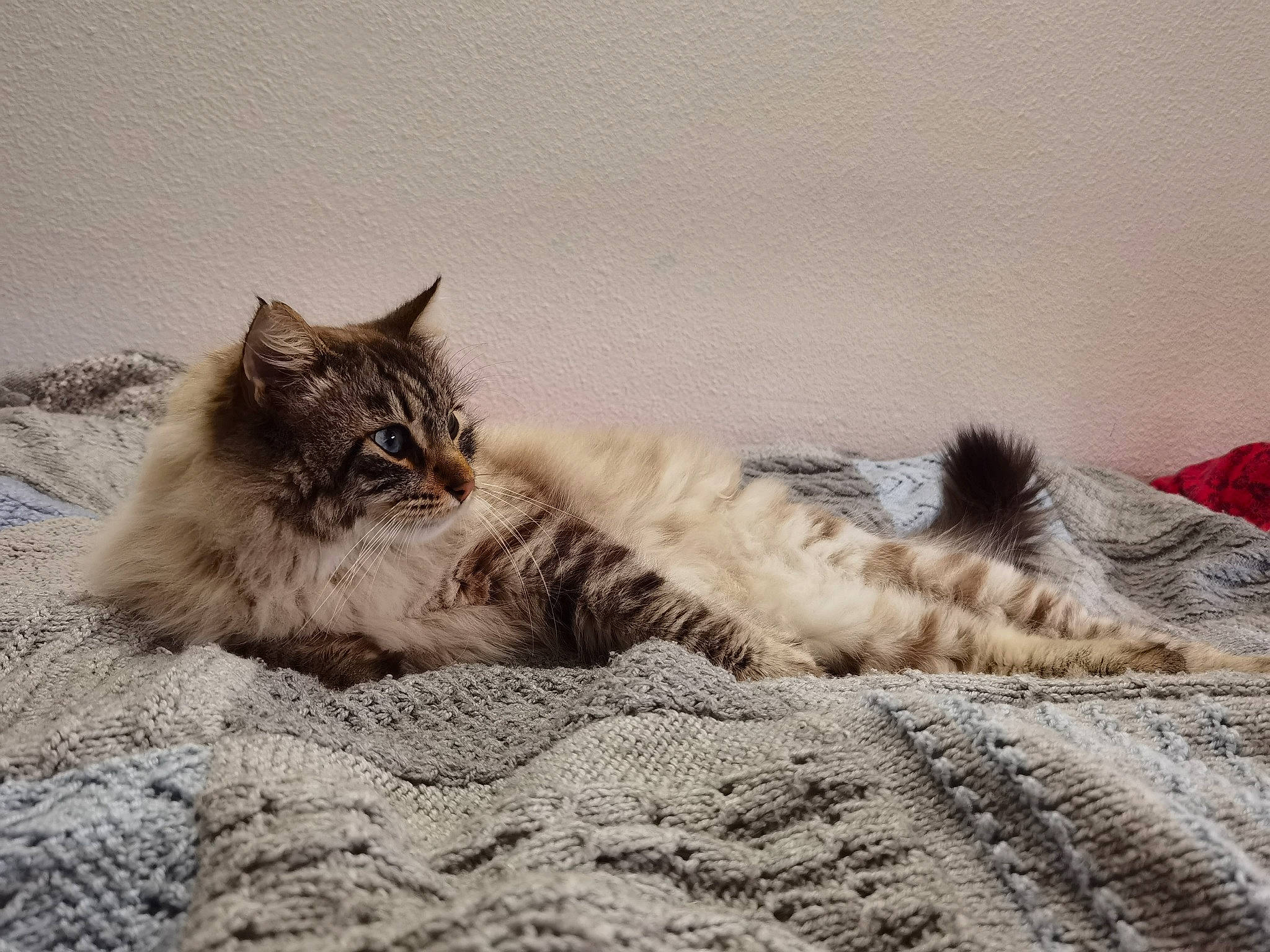 Loun participe au concours pour gagner de l'argent avec cette photo : carnivore, cat, claw, comfort, domestic_short_haired_cat, felidae, flooring, fur, grey, nap, paw, plant, sitting, small_to_medium_sized_cats, snout, tail, terrestrial_animal, whiskers, wildlife, wood