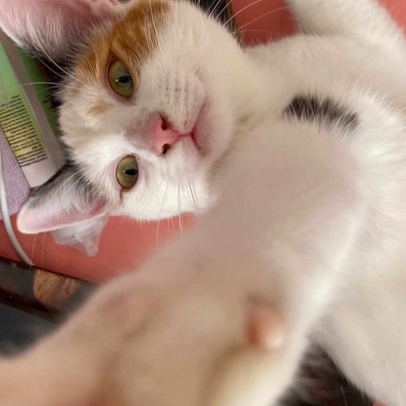Nami a rejoint le concours — aidez-le/la à gagner de superbes lots ! animal, cat, computer, computerhardware, desk, electronics, face, furniture, hardware, head, kitten, laptop, pc, person, pet, photography, portrait, sleeping, table, text