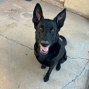 Nova is registered to the contest to win money with this photo: dog, black_dog, pet, canine, ears, tongue, outdoor, concrete_floor, bucket, pink_curtain, teddy_bear_pattern, animal, sitting, looking_up, happy, ears_up, brown_eyes, mouth_open, smiling_dog, domestic_animal