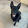 dog, black_dog, pet, canine, ears, tongue, outdoor, concrete_floor, bucket, pink_curtain, teddy_bear_pattern, animal, sitting, looking_up, happy, ears_up, brown_eyes, mouth_open, smiling_dog, domestic_animal