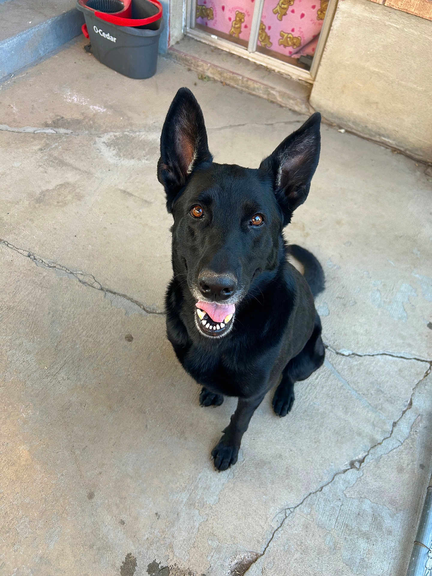 Nova is registered to the contest to win money with this photo: dog, black_dog, pet, canine, ears, tongue, outdoor, concrete_floor, bucket, pink_curtain, teddy_bear_pattern, animal, sitting, looking_up, happy, ears_up, brown_eyes, mouth_open, smiling_dog, domestic_animal