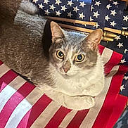 Poppy is registered to the contest to win money with this photo: cat, gray_cat, white_cat, american_flag, flag, indoor, pet, animal, feline, fur, looking, curious, resting, wood, greenery, background, closeup, domestic_cat, eyes, whiskers