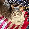 cat, gray_cat, white_cat, american_flag, flag, indoor, pet, animal, feline, fur, looking, curious, resting, wood, greenery, background, closeup, domestic_cat, eyes, whiskers