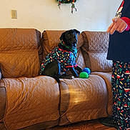 Duke is registered to the contest to win money with this photo: adult, black_dog, christmas_wreath, couch, dog, festive_clothing, furniture, holiday_decor, holiday_pajamas, indoor, living_room, man, pajamas, pet, pet_clothing, pointing, quilted_couch_cover, toy_ball, wall_decor, wood_floor