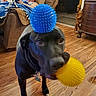 black_dog, blue_ball, brown, collar, couch, curious, decor, dog, furniture, indoor, living_room, person, pet, playful, relaxing, statue, tag, toy, wooden_floor, yellow_ball