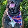 dog, wet_dog, panting, tongue_out, drooling, bandana, american_flag_pattern, collar, id_tag, outdoor, greenery, wooden_deck, close_up, portrait, black_dog, chest_white_patch, summer, pet, happy, paws