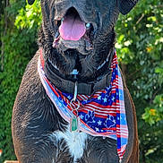 Duke is registered to the contest to win money with this photo: dog, wet_dog, panting, tongue_out, drooling, bandana, american_flag_pattern, collar, id_tag, outdoor, greenery, wooden_deck, close_up, portrait, black_dog, chest_white_patch, summer, pet, happy, paws