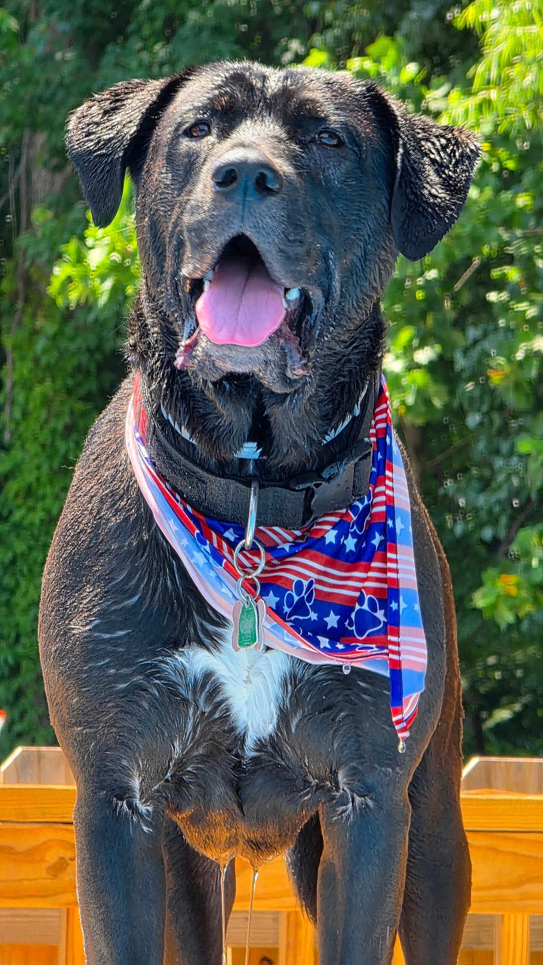 Duke is registered to the contest to win money with this photo: dog, wet_dog, panting, tongue_out, drooling, bandana, american_flag_pattern, collar, id_tag, outdoor, greenery, wooden_deck, close_up, portrait, black_dog, chest_white_patch, summer, pet, happy, paws