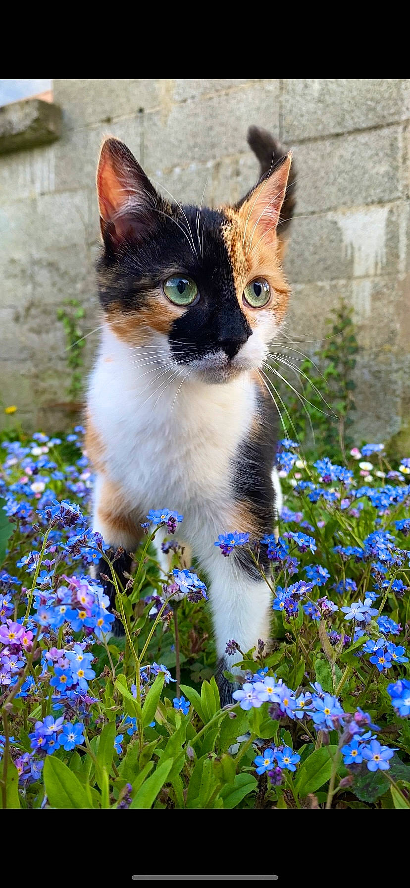 Sierra participe au concours pour gagner de l'argent avec cette photo : annual_plant, blue, botany, carnivore, cat, domestic_short_haired_cat, electric_blue, felidae, flower, flowering_plant, garden, grass, groundcover, herbaceous_plant, meadow, petal, plant, small_to_medium_sized_cats, spring, whiskers