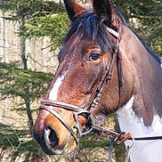 Topaze participe au concours pour gagner de l'argent avec cette photo :