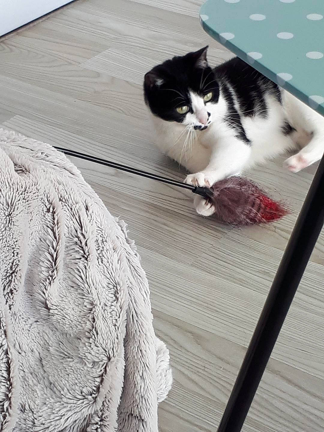 Mew a rejoint le concours — aidez-le/la à gagner de superbes lots ! aegean_cat, black_and_white, carnivore, cat, domestic_short_haired_cat, european_shorthair, felidae, floor, flooring, fur, kitten, polydactyl_cat, small_to_medium_sized_cats, tail, whiskers