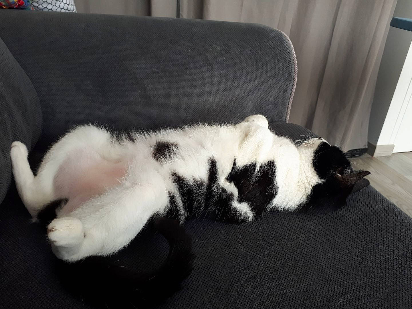 Mew a rejoint le concours — aidez-le/la à gagner de superbes lots ! canidae, carnivore, cat, companion_dog, dog, dog_breed, felidae, fur, landseer, mammal, nap, paw, puppy, small_to_medium_sized_cats, sporting_group, tail