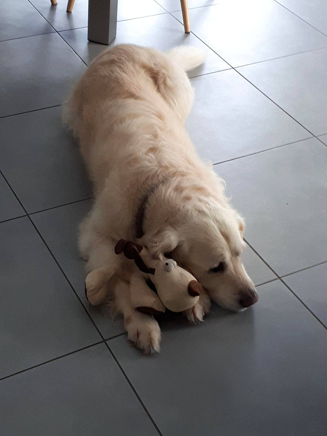 Flash a rejoint le concours — aidez-le/la à gagner de superbes lots ! canidae, carnivore, companion_dog, dog, dog_breed, fawn, golden_retriever, great_pyrenees, livestock_guardian_dog, mammal, maremma_sheepdog, mucuchies, polish_tatra_sheepdog, retriever, slovak_cuvac, small_greek_domestic_dog, sporting_group, vertebrate