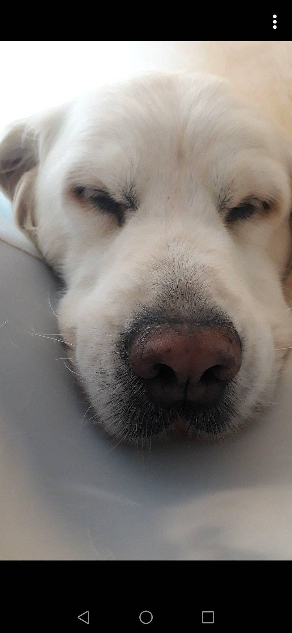 Flash a rejoint le concours — aidez-le/la à gagner de superbes lots ! akbash_dog, canidae, carnivore, central_asian_shepherd_dog, companion_dog, dog, dog_breed, great_pyrenees, labrador_retriever, livestock_guardian_dog, mammal, maremma_sheepdog, nose, polish_tatra_sheepdog, rare_breed_dog, retriever, slovak_cuvac, snout, sporting_group, vertebrate