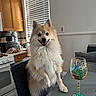 Ghost is registered to the contest to win money with this photo: animal, cabinet, chair, countertop, decor, dog, fur, glassware, happy, home, indoor, kitchen, peacock_design, pet, pomeranian, smiling, stove, table, window_blinds, wine_glass