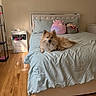 Ghost joined the competition — help win amazing prizes! bed, bedding, bedroom, canine, comfort, cozy, decor, dog, floor, furniture, indoor, light, pet, pillow, plush_toy, relaxing, shadow, sleeping_area, soft, wooden_floor