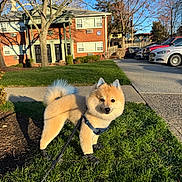 Ghost is registered to the contest to win money with this photo: animal, blue_sky, boots, canine, car, cute, daylight, dog, fur, grass, harness, house, leash, outdoor, pet, shadow, sidewalk, suburban, tree, walking