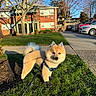 animal, blue_sky, boots, canine, car, cute, daylight, dog, fur, grass, harness, house, leash, outdoor, pet, shadow, sidewalk, suburban, tree, walking